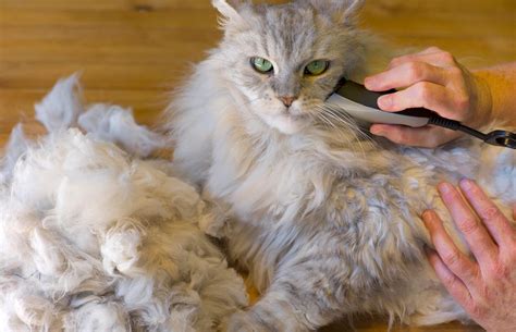 Make Your Coar Cat's Fur Magical with our Special Shampoo Formula